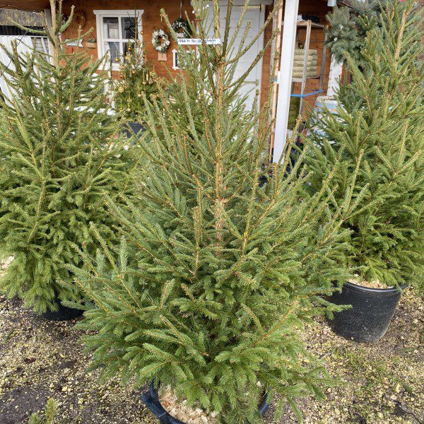 Lucfenyő 100cm felett