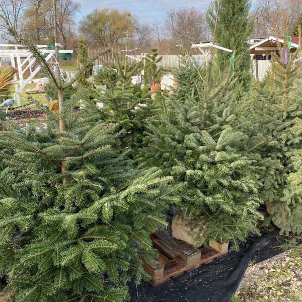 Nordmann fenyő 100cm felett