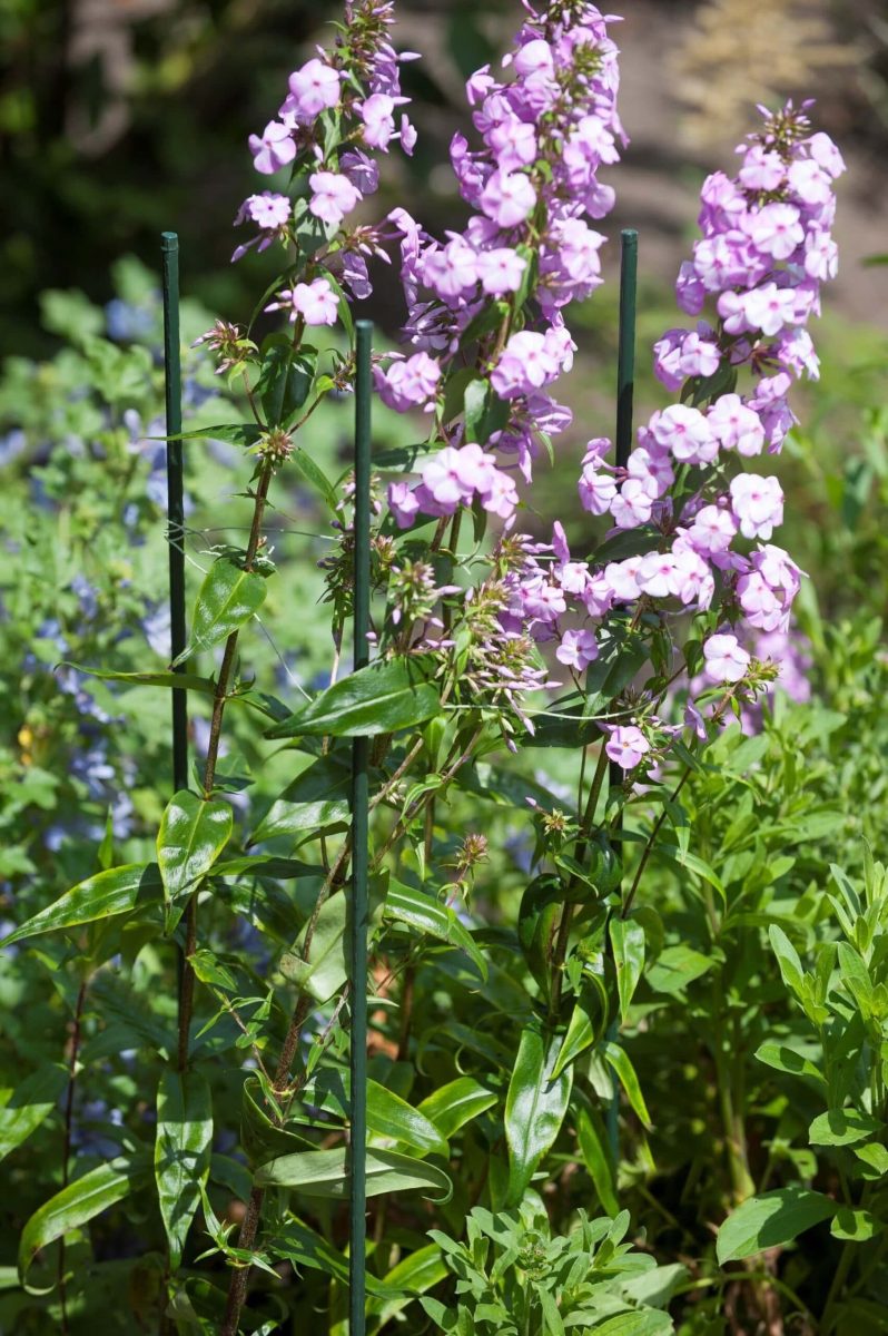 Növénytámasztékok