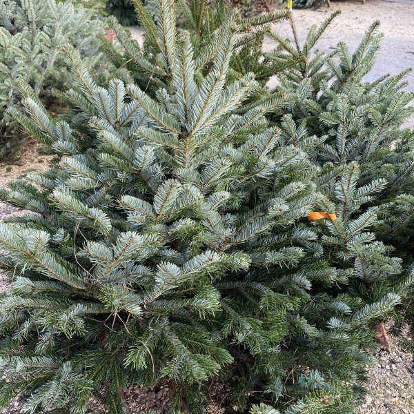 Ezüstfenyő standard 100/150cm