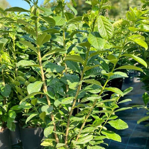 Babermeggy_'novita'_