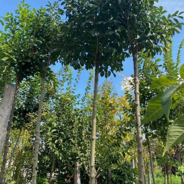 Gomb_kori_fraxinus_or._'mecsek'_220_cm