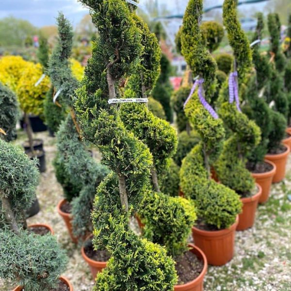 Leylandi_gold_spiral_37990_ft