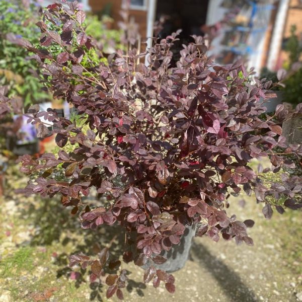 Kínai rojtosvirág több méretben