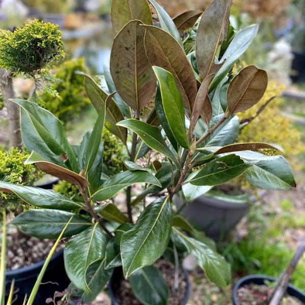 Örökzöld magnólia