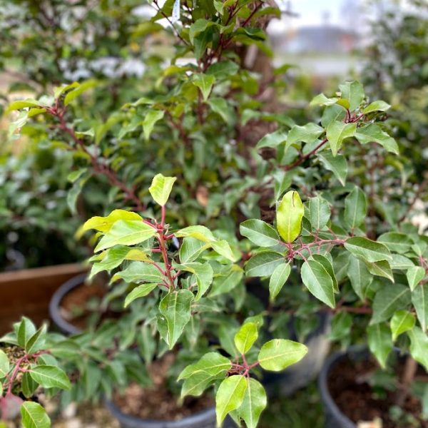 Portugál babérmeggy