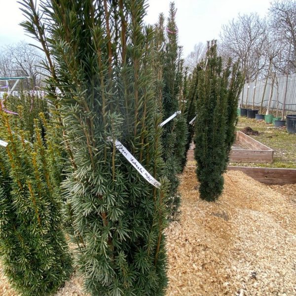 Tiszafa 'robusta' oszlopos FL