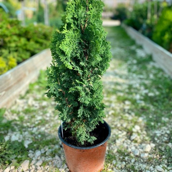 Thuja spirális mini